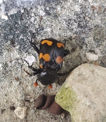 Nicrophorus carolina