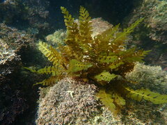 Sargassum horneri