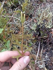 Austrolycopodium fastigiatum