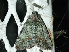 Catocala connubialis