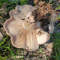 Clitocybe brunneocephala