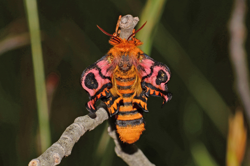 Western Sheep Moth