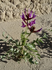 Astragalus crotalariae