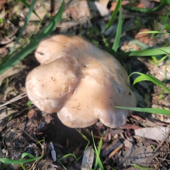 Clitocybe brunneocephala