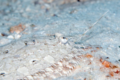 Longlure Flounder photo 3
