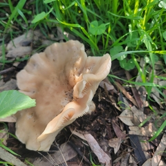 Clitocybe brunneocephala