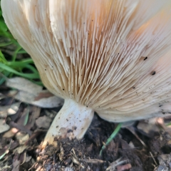 Clitocybe brunneocephala