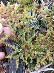 Austrolycopodium fastigiatum