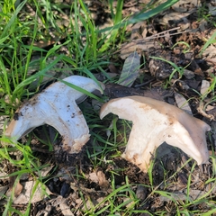 Clitocybe brunneocephala
