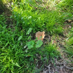 Clitocybe brunneocephala