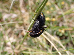 Arima marginata