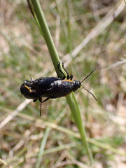 Arima marginata