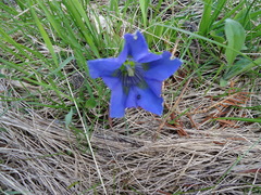Gentiana acaulis