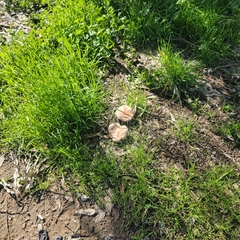 Clitocybe brunneocephala