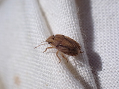 Sciocoris sulcatus