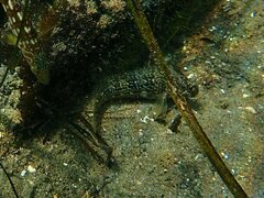 Hypsoblennius gentilis