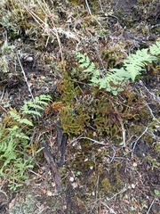 Austrolycopodium fastigiatum
