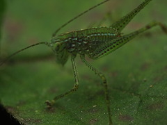 Anaulacomera