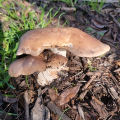 Clitocybe brunneocephala