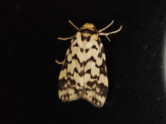 Goniosema anguliscripta