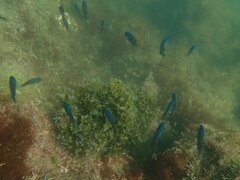 Chromis punctipinnis