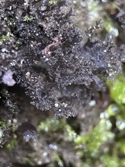 Scytinium lichenoides