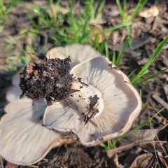 Clitocybe brunneocephala