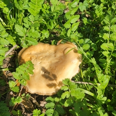 Clitocybe brunneocephala