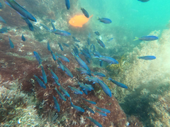 Chromis punctipinnis