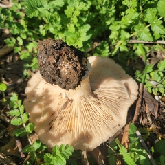 Clitocybe brunneocephala