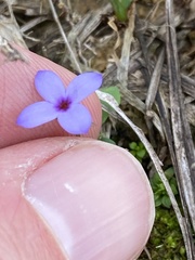 Houstonia pusilla