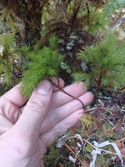 Dendroligotrichum tongariroense