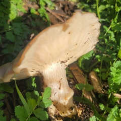 Clitocybe brunneocephala