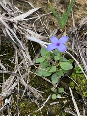 Houstonia pusilla