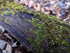 Callicladium imponens