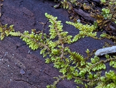 Callicladium imponens