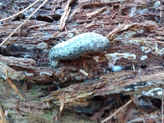 Philomycus carolinianus