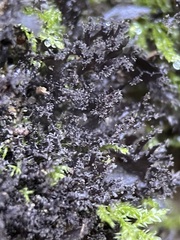 Scytinium lichenoides