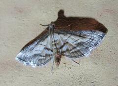 Marasmia cochrusalis