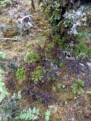 Dendroligotrichum tongariroense