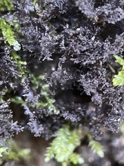 Scytinium lichenoides