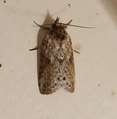 Nycteola indica
