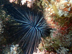 Centrostephanus coronatus