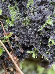 Scytinium lichenoides