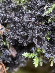 Scytinium lichenoides