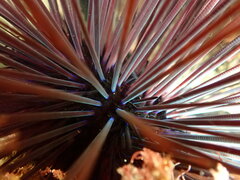 Centrostephanus coronatus