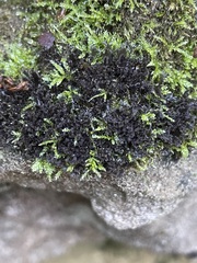 Scytinium lichenoides