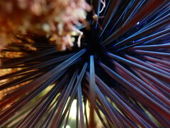 Centrostephanus coronatus