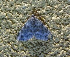 Hammaptera parinotata