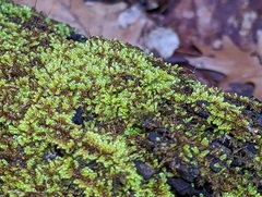 Callicladium imponens